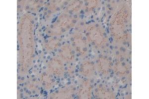 IHC-P analysis of Mouse Tissue, with DAB staining. (Kallikrein 7 anticorps  (AA 30-249))