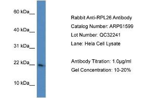 Western Blotting (WB) image for anti-Ribosomal Protein L26 (RPL26) (C-Term) antibody (ABIN2788847) (RPL26 anticorps  (C-Term))