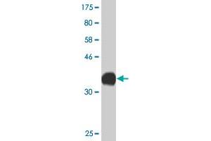 Western Blot detection against Immunogen (36.