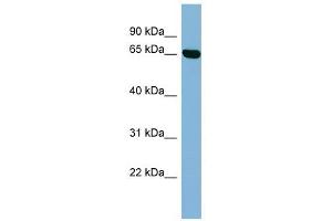 RIC8B antibody used at 1 ug/ml to detect target protein. (RIC8B anticorps)