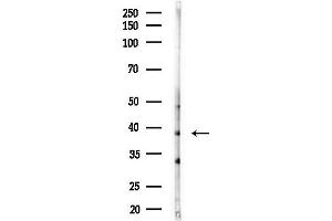 Western blot analysis of lysates from MDA-MB-231 cells(heat-shock,45 min treatment), using Olfactory receptor 52K1 Antibody at 1/1000 dilution.