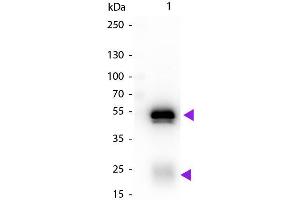 Western Blot of Biotin Conjugated Chicken Anti-Rabbit IgG Secondary Antibody. (Poulet anti-Lapin IgG (Heavy & Light Chain) Anticorps (Biotin) - Preadsorbed)