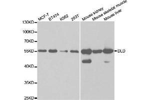 Western Blotting (WB) image for anti-Dihydrolipoamide Dehydrogenase (DLD) antibody (ABIN1876591) (DLD anticorps)