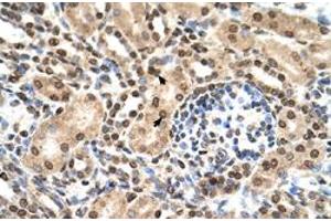 Immunohistochemical staining (Formalin-fixed paraffin-embedded sections) of human kidney with IFIT3 polyclonal antibody  at 4-8 ug/mL working concentration. (IFIT3 anticorps  (N-Term))