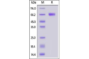 Biotinylated Human CLEC12A, Fc,Avitag on  under reducing (R) condition. (CLEC12A Protein (AA 65-265) (AVI tag,Fc Tag,Biotin))