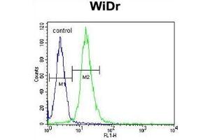 WDR5B Antibody (N-term) flow cytometric analysis of WiDr cells (right histogram) compared to a negative control cell (left histogram). (WDR5B anticorps  (N-Term))