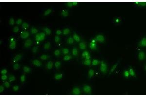 Immunofluorescence analysis of A-549 cells using POU6F1 Polyclonal Antibody (POU6F1 anticorps)