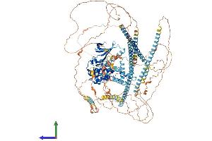 AlphaFold protein structure predicition of Human Recombinant NEK1 Protein, UniprotID Q96PY6