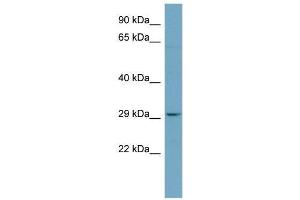 anti-Platelet-Activating Factor Acetylhydrolase 1b, Catalytic Subunit 2 (30kDa) (PAFAH1B2) (N-Term) antibody
