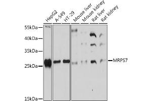 Western blot analysis of extracts of various cell lines, using MRPS7 Rabbit pAb (ABIN7268588) at 1:1000 dilution. (MRPS7 anticorps  (AA 110-190))