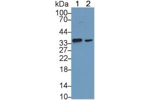 Mouse Capture antibody from the kit in WB with Positive Control: Lane1: Human Placenta lysate; Lane2: Human Hela cell lysate.