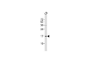 Anti-UBE2N Antibody (Center) at 1:500 dilution + C6 whole cell lysates Lysates/proteins at 20 μg per lane. (UBE2N anticorps  (AA 41-74))