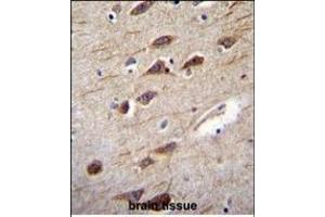 RUSC2 Antibody (N-term) (ABIN656030 and ABIN2845404) immunohistochemistry analysis in formalin fixed and paraffin embedded human brain tissue followed by peroxidase conjugation of the secondary antibody and DAB staining. (RUSC2 anticorps  (N-Term))