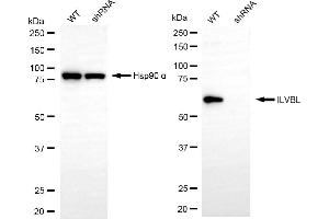 Western blotting analysis using ILVBL antibody (ABIN7799022). (ILVBL anticorps)