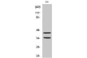 Western Blotting (WB) image for anti-Cyclin-Dependent Kinase 10 (CDK10) (Internal Region) antibody (ABIN3183837)