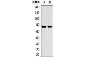 Western blot analysis of FILTRIN expression in HEK293T (A), H9C2 (B) whole cell lysates.