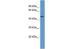 Host: Rabbit Target Name: PANK2 Sample Type: COLO205 Whole Cell lysates Antibody Dilution: 1. (PANK2 anticorps  (Middle Region))