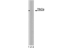 Western blot analysis of CUL-2 on a Jurkat cell lysate (Human T-cell leukemia, ATCC TIB-152). (Cullin 2 anticorps  (AA 18-182))