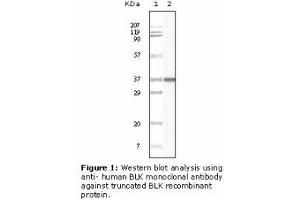 Image no. 2 for anti-B Lymphoid Tyrosine Kinase (BLK) antibody (ABIN232111) (BLK anticorps)