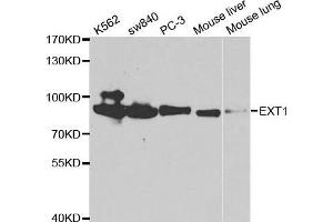 Western blot analysis of extracts of various cell lines, using EXT1 antibody. (EXT1 anticorps  (AA 467-746))