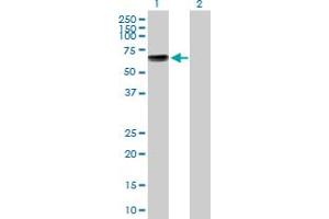 Western Blot analysis of KCNA1 expression in transfected 293T cell line by KCNA1 MaxPab polyclonal antibody. (KCNA1 anticorps  (AA 1-495))