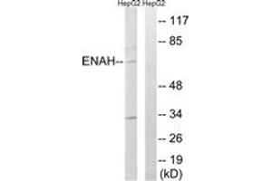 Western blot analysis of extracts from HepG2 cells, using ENAH Antibody. (ENAH anticorps  (AA 472-521))