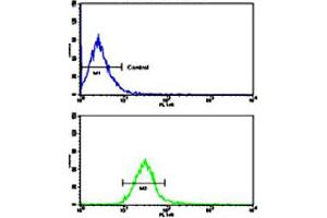 Flow cytometric analysis of NCI-H460 cells using PTK7 polyclonal antibody (bottom histogram) compared to a negative control cell (top histogram). (PTK7 anticorps  (N-Term))