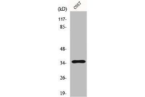 Western Blot analysis of A549 cells using FoxL1 Polyclonal Antibody (FOXL1 anticorps  (Internal Region))