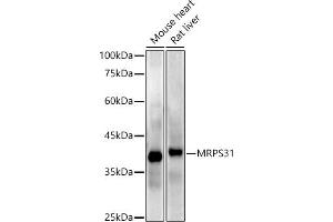 Western blot analysis of extracts of various cell lines, using MRPS31 antibody (ABIN7268585) at 1:1000 dilution. (MRPS31 anticorps)