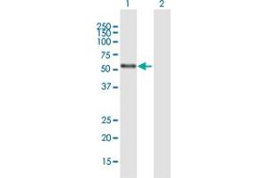 Western Blot analysis of NR2C1 expression in transfected 293T cell line by NR2C1 MaxPab polyclonal antibody.