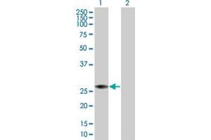 Western Blot analysis of PRDX4 expression in transfected 293T cell line by PRDX4 MaxPab polyclonal antibody.