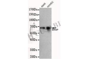 Western blot detection of BRAP in A549 and HUVEC cell lysates using BRAP antibody (1:500 diluted).