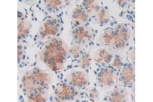 IHC-P analysis of stomach tissue, with DAB staining. (PCCA anticorps  (AA 580-728))