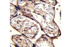 IGF2 antibody immunohistochemistry analysis in formalin fixed and paraffin embedded human placenta tissue.