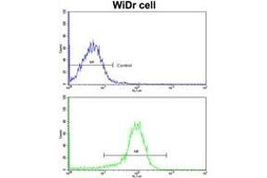 Flow Cytometry: Analysis of widr cells using AP17856PU-N ZWINT Antibody (Center)(bottom histogram) compared to a Negative control cell (Top histogram). (ZWINT anticorps  (Middle Region))