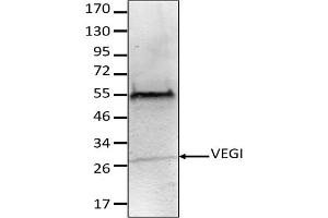 Image no. 1 for anti-Tumor Necrosis Factor (Ligand) Superfamily, Member 15 (TNFSF15) antibody (ABIN3071877) (TNFSF15 anticorps)