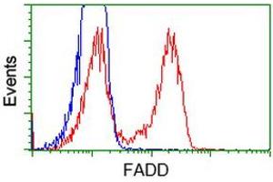 HEK293T cells transfected with either RC201805 overexpress plasmid (Red) or empty vector control plasmid (Blue) were immunostained by anti-FADD antibody (ABIN2453015), and then analyzed by flow cytometry. (FADD anticorps)