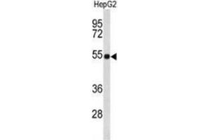 Western blot analysis of Fibulin-4 (arrow) in HepG2 cell line lysates (35ug/lane) using Fibulin-4  Antibody  (C-term). (FBLN4 anticorps  (C-Term))