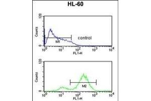EIF4E Antibody (ABIN650675 and ABIN2838634) flow cytometric analysis of HL-60 cells (bottom histogram) compared to a negative control cell (top histogram). (EIF4E anticorps)