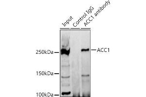 Immunoprecipitation analysis of 300 μg extracts of 293T cells using 3 μg  antibody (ABIN7265370).