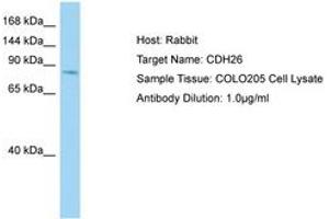 Image no. 1 for anti-Cadherin 26 (CDH26) (AA 385-434) antibody (ABIN6750170)