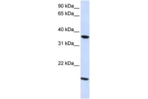 Western Blotting (WB) image for anti-Claudin 16 (CLDN16) antibody (ABIN2460772) (Claudin 16 anticorps)