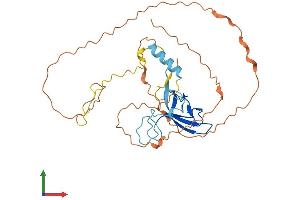 AlphaFold protein structure predicition of Human Recombinant ZAR1L Protein, UniprotID A6NP61