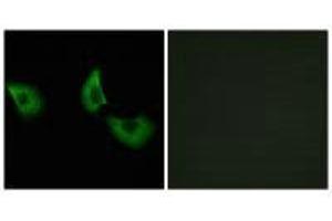 Immunofluorescence analysis of A549 cells, using EFEMP2 antibody. (FBLN4 anticorps)