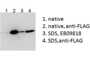 Western Blotting (WB) image for anti-Bicaudal C Homolog 1 (BICC1) (AA 223-234) antibody (ABIN5913408) (BICC1 anticorps  (AA 223-234))