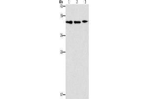 Western Blotting (WB) image for anti-Apolipoprotein B mRNA Editing Enzyme, Catalytic Polypeptide-Like 3G (APOBEC3G) antibody (ABIN2429217) (APOBEC3G anticorps)