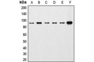 Western blot analysis of Beta-catenin expression in HEK293T (A), HeLa (B), A431 (C), MCF7 (D), Raw264. (beta Catenin anticorps  (C-Term))