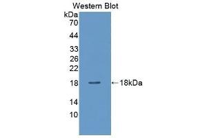 Western Blotting (WB) image for anti-Carbonic Anhydrase VII (CA7) (AA 29-173) antibody (ABIN3204703) (CA7 anticorps  (AA 29-173))