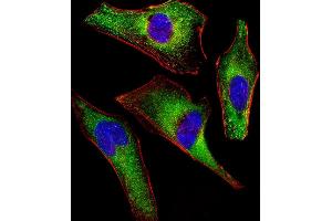 Immunofluorescent analysis of 4% paraformaldehyde-fixed, 0. (ATG4A anticorps)