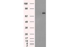 Image no. 2 for anti-P450 (Cytochrome) Oxidoreductase (POR) antibody (ABIN1497749) (POR anticorps)